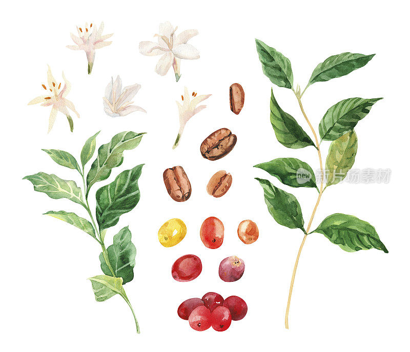 水彩手绘咖啡树枝、花、豆。咖啡树。咖啡浆果的成熟。