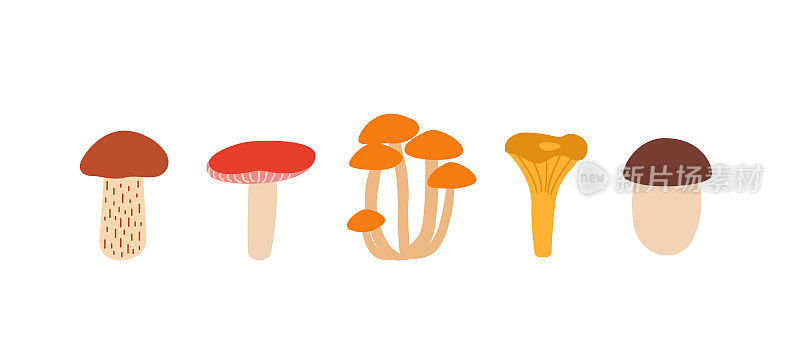 蘑菇图标向量的集合。牛肝菌、鸡油菌、蜜菇、白杨菇及红菇插图。