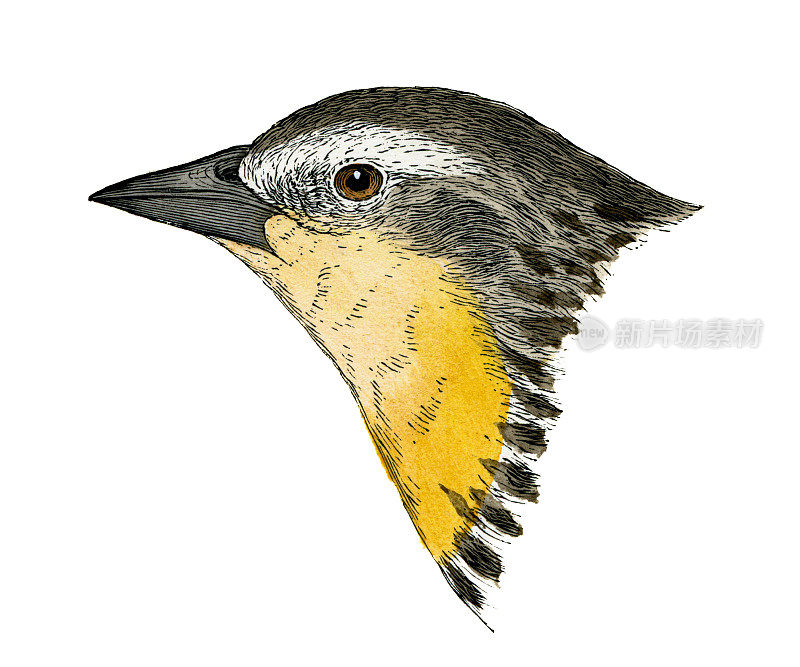黄头黑鸟鸟头水彩画平版1874