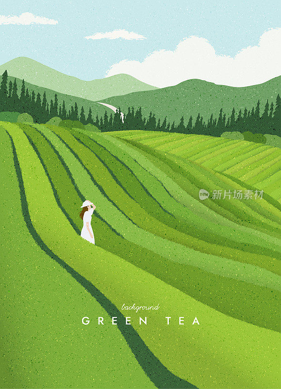 绿茶种植园景观。农村的农田，梯田的农民，丘陵绿化和山的地平线。农业的背景。简单的图形。时髦的扁平设计。矢量插图。