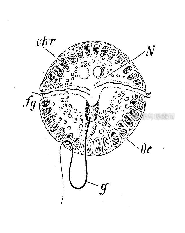 仿古生物动物学图像:圆齿蕨