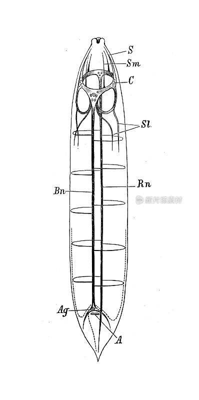 古代生物动物学图像:线虫神经系统