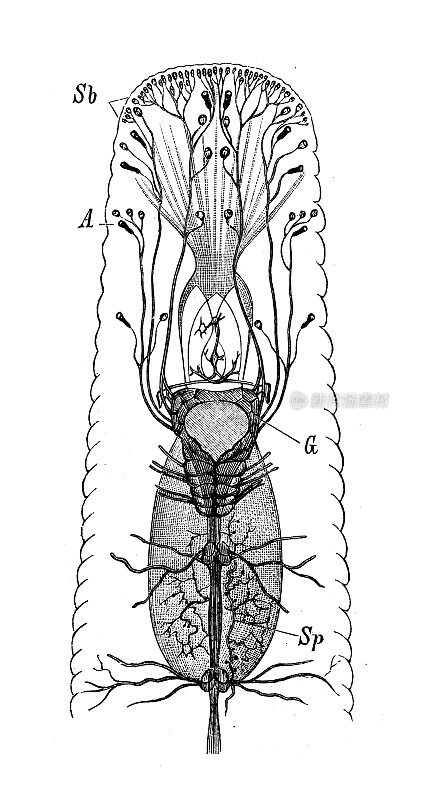 古代生物动物学图像:水蛭