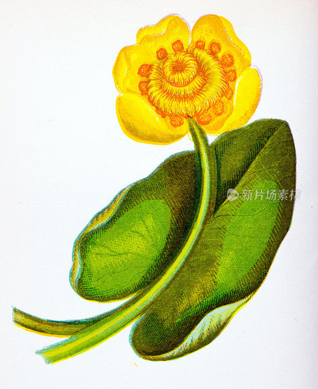 野生花卉的古董植物学插图:黄睡莲，鹿茸
