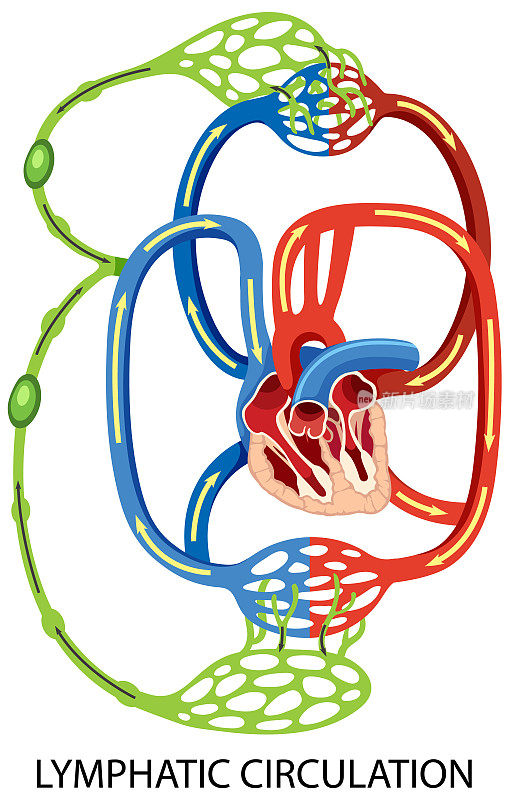 淋巴循环系统图