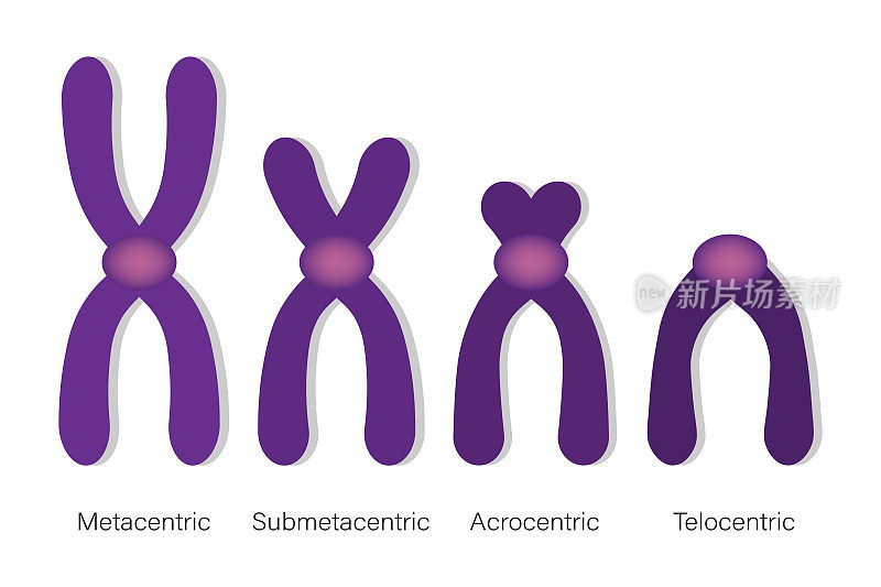 染色体的类型。稳心，亚稳心，远心，远心。按着丝粒位置对染色体进行分类。