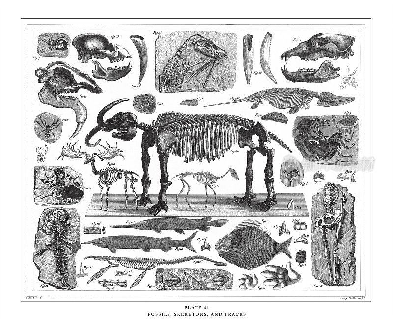 化石、骨骼和足迹雕刻古董插图，1851年出版