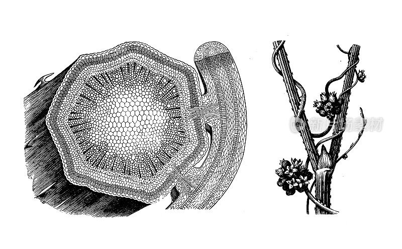 古植物学插图:菟丝子(大菟丝子)在啤酒花上