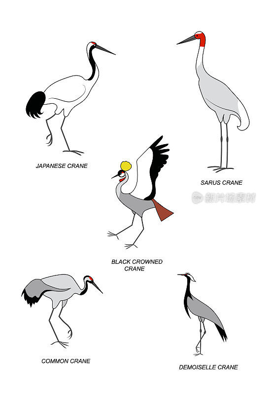 五种不同类型的鹤。向量彩色图像收集。
