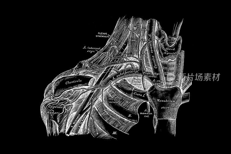 锁骨下动脉的走向和分支