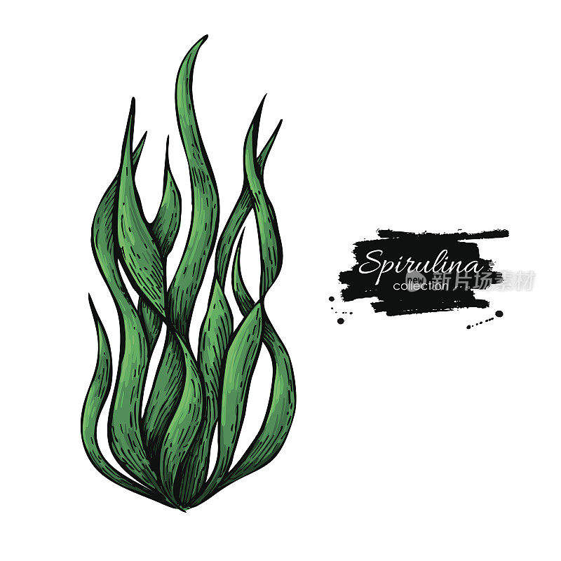 螺旋藻海藻粉手绘矢量插图。孤立的螺旋藻藻