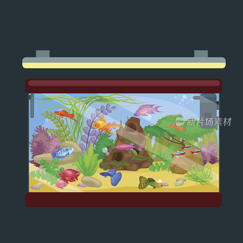 水族鱼，水下海藻，水箱孤立在黑暗的背景