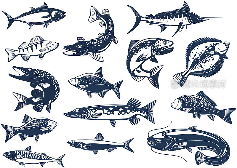 鱼类物种矢量孤立图标