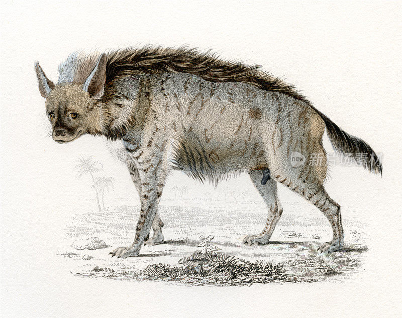 鬣狗，历史插图，1849年
