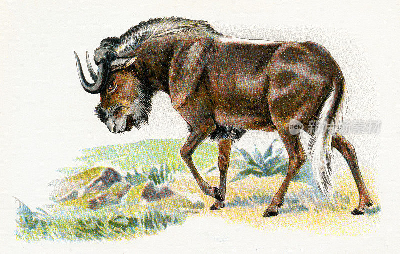 角马插图1899