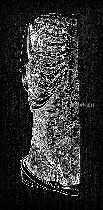 人体解剖学古董插图:躯干动脉