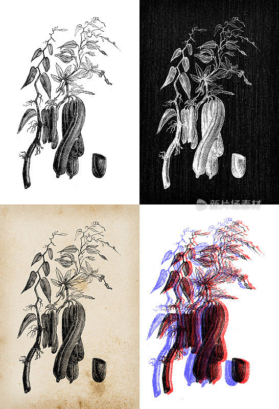 古董植物学插图:香草