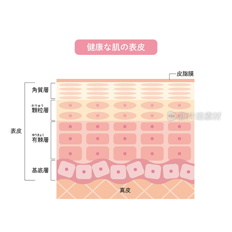 健康皮肤表皮皮肤结构皮肤图美容学