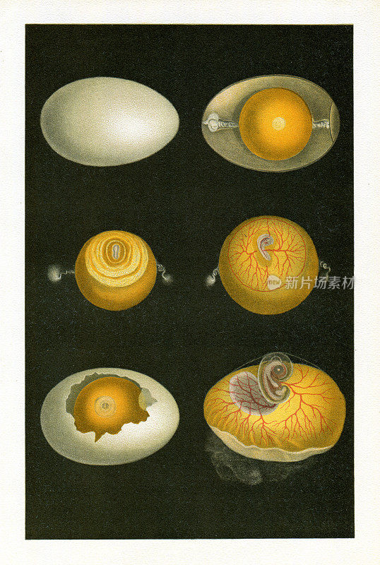 鸡蛋横截面解剖图1886年