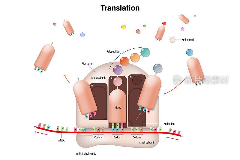 原核细胞翻译图。信使rna。核糖体。tRNA。多肽。