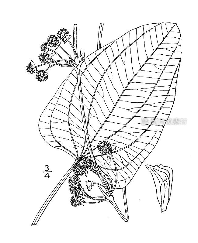 古植物学植物插图:棘皮植物，匍匐芒刺