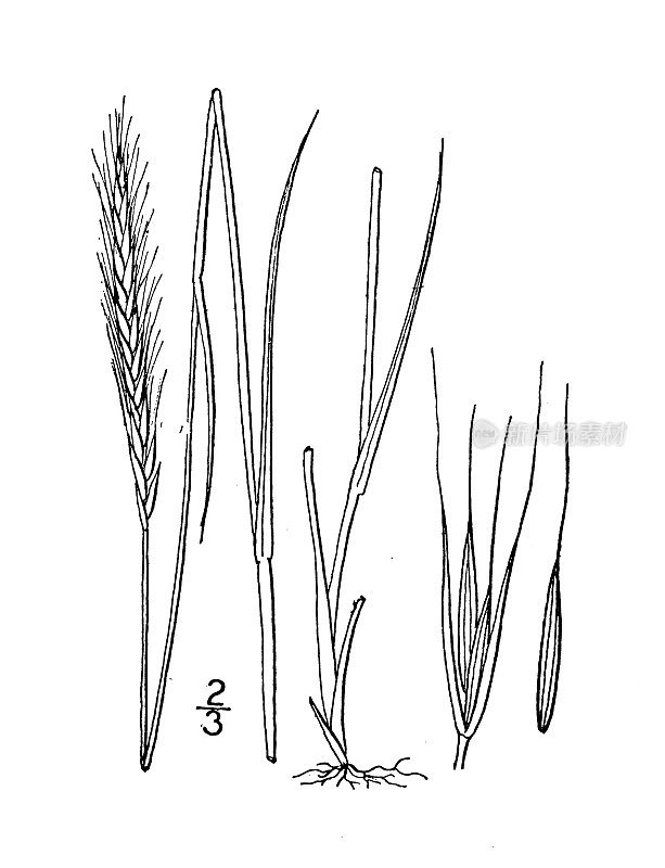 古董植物学植物插图:麦古尼，麦古尼的野生黑麦