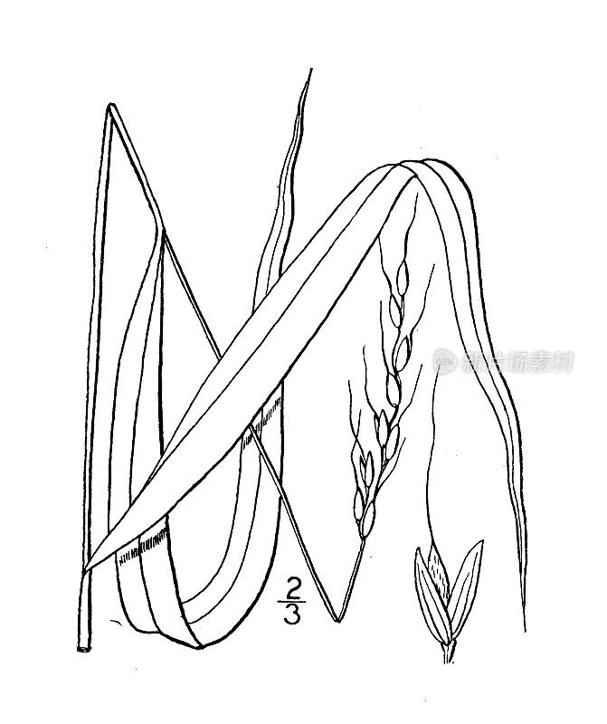 古植物学植物插图:黑果米，黑果山稻