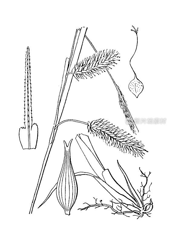 古植物学植物插图:苔草、豪猪莎草