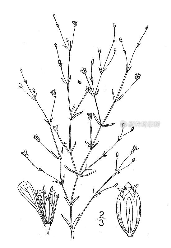 古植物学植物插图:石膏壁画，低石膏