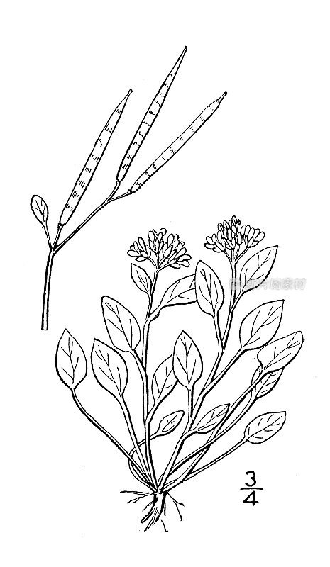 古植物学植物插图:小圆叶豆蔻，高山西洋菜