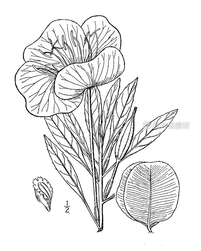 古植物学植物插图:密苏里州大翼状植物，密苏里州报春花