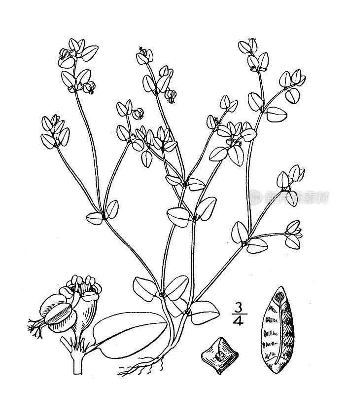 古植物学植物插图:大戟属弗兰德里，弗兰德的Spurge