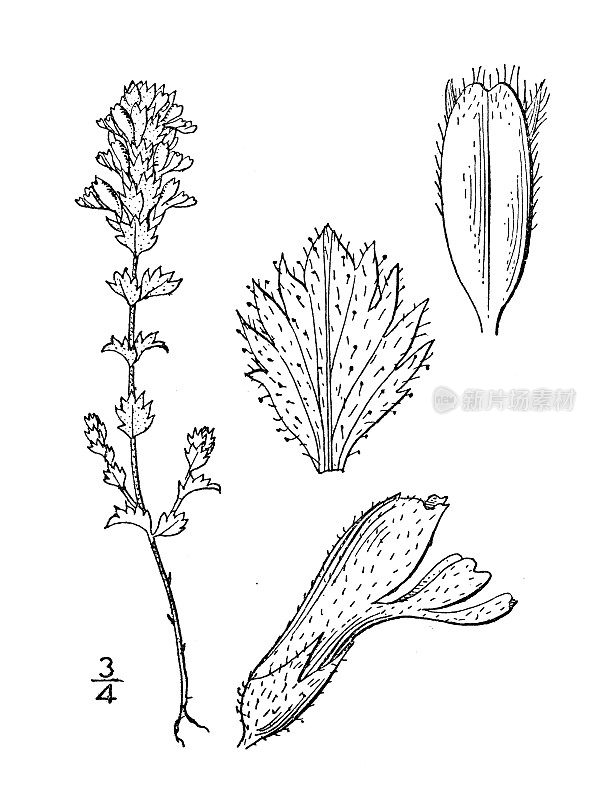 古植物学植物插图:大叶胡杨、小白眉