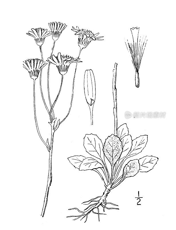 古植物学植物插图:触角草、猫爪草