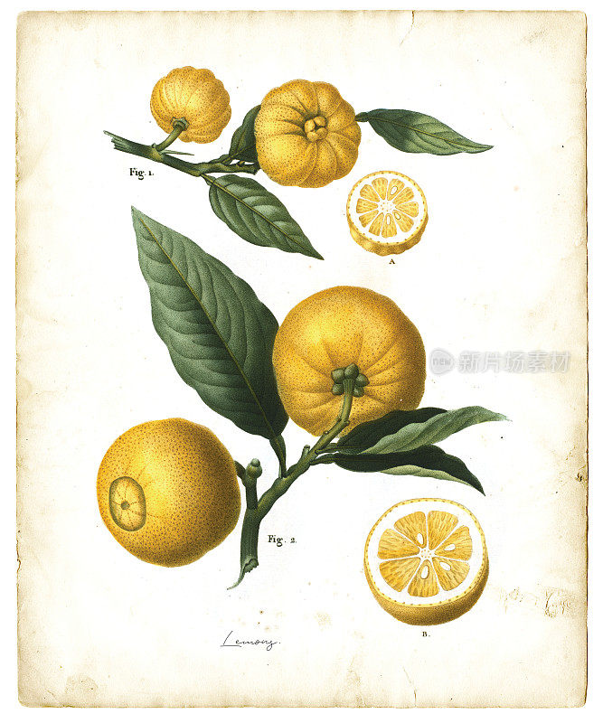 柠檬水果插图1819