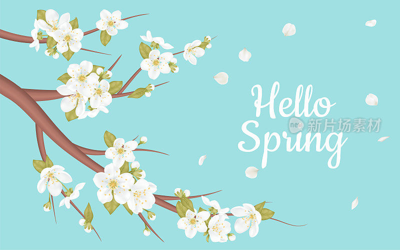 你好，春天。卡片为春季樱花盛开的季节