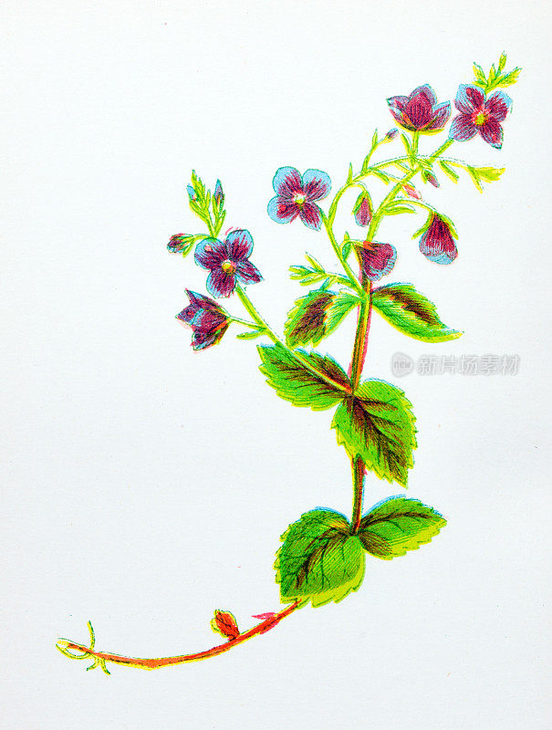 野生花卉的古董植物学插图:德国的斯比德韦尔，维罗妮卡・查马德里斯