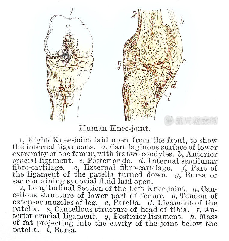 人类膝关节注释