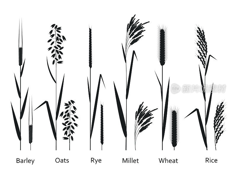 谷类植物。碳水化合物来源。矢量插图。