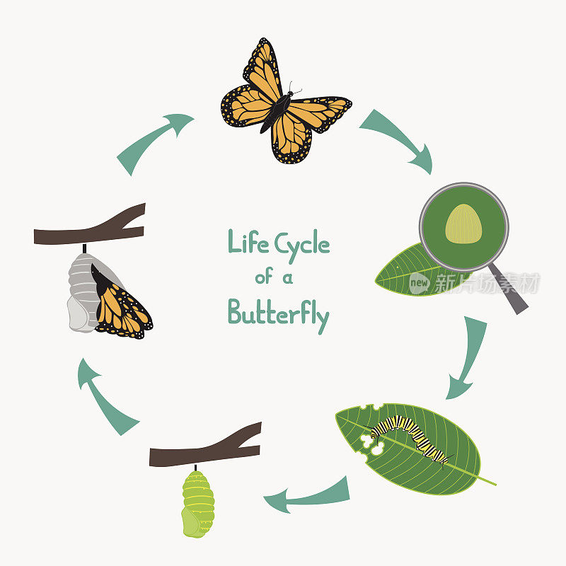 Butterfly关系图的生命周期