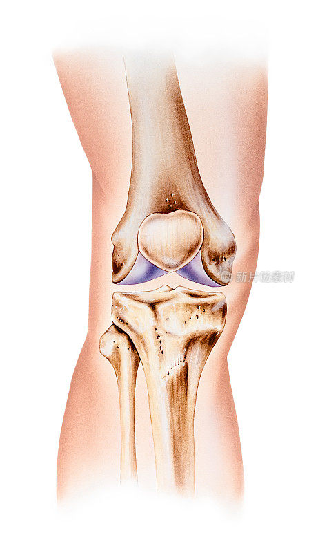 膝关节-正常解剖正面视图
