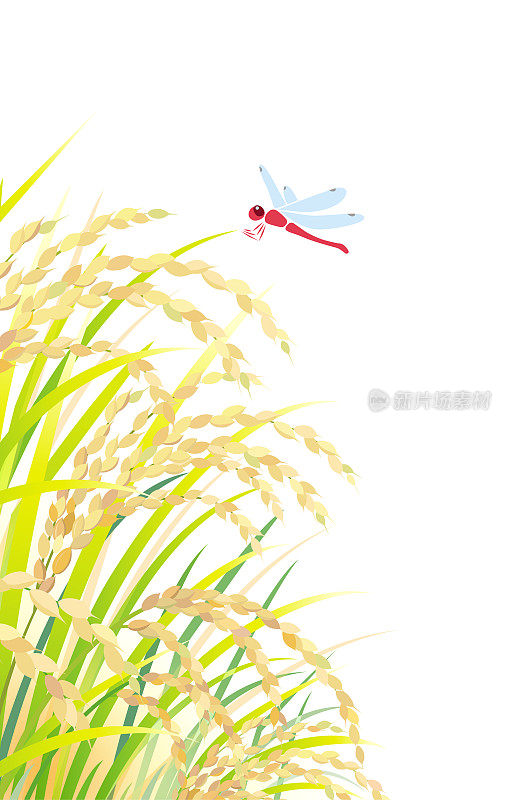 稻田，孤立在白色的背景上。