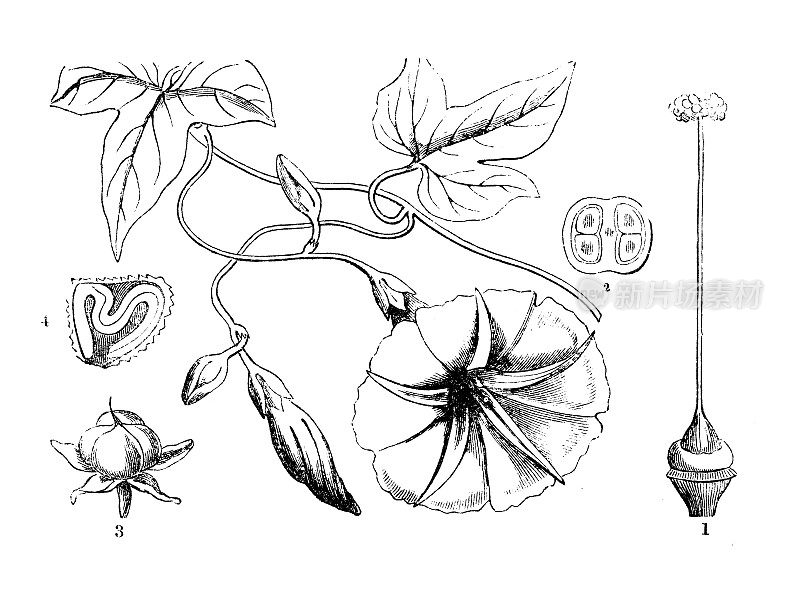 植物学植物古版画插图:红薯(番薯)