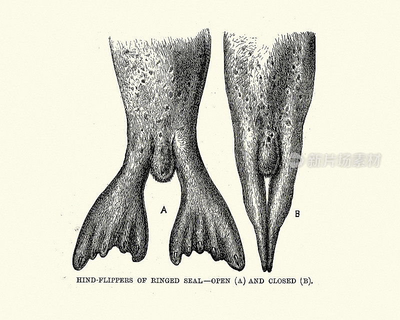 一个环海豹的鹿鳍状肢的复古插图