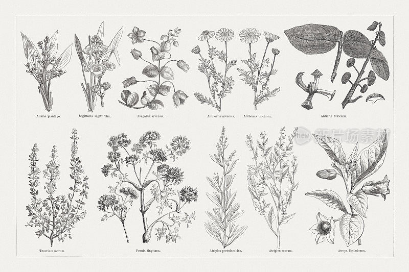 有用的药用植物，木版，1893年出版