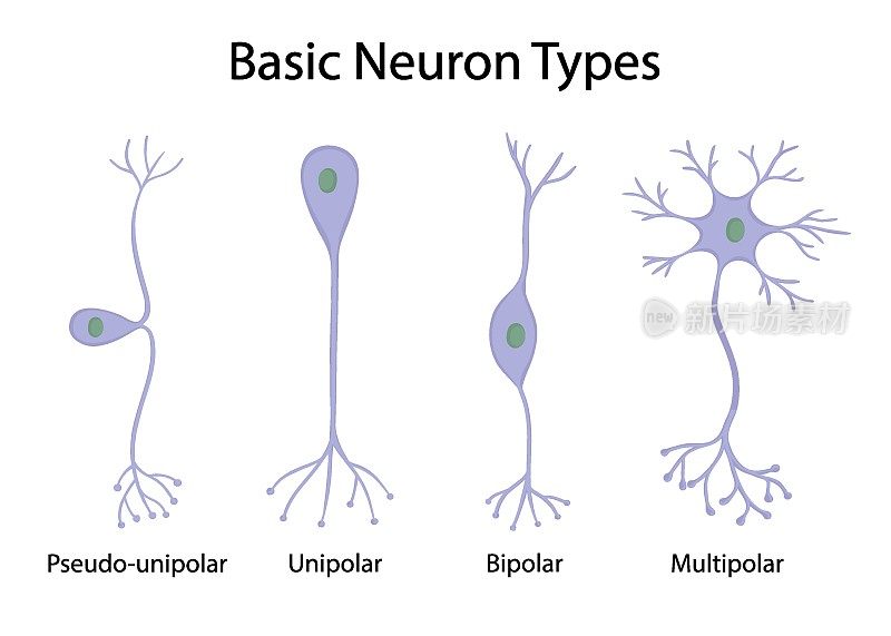 类型的神经元孤立在白色背景卡通风格