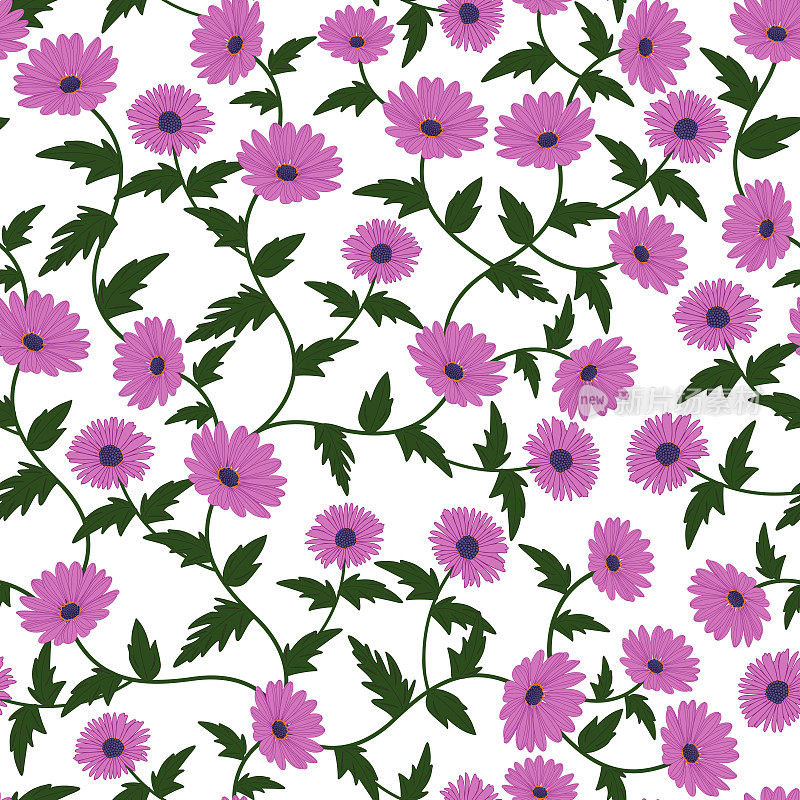 紫丁香紫紫色雏菊洋甘菊紫菀花的图案。