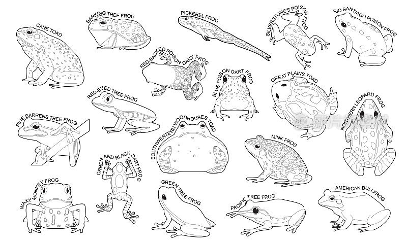 青蛙设置各种类型识别卡通矢量黑白