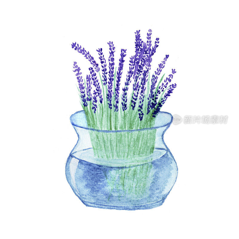 水彩玻璃花瓶与薰衣草花束孤立在白色的背景，与水和薰衣草作为浪漫的邀请和母亲节卡片设计元素的罐子