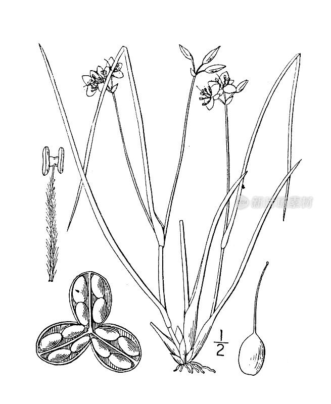 古董植物学植物插图:玫瑰紫露苔、蔷薇